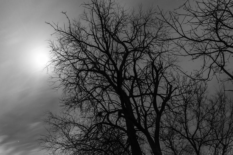 Illustration for article titled 27 Photos Of Barenaked Trees